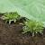 Windhager Gartenvlies Wachstumsvlies Abdeckung Schutzfolie Supergrow alle Größen