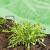 Pflanzenvlies Set groß Wachstumsvlies 25x2 m inkl. 50x Erdanker Gartenvlies Schutzfolie Supergrow