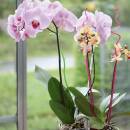 Geli Orchideenstab 55 cm verschiedene Farben Pflanzstab