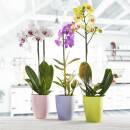 Orchideentopf Ornella Blumentopf Pflanztopf Topf &Uuml;bertopf 11cm Blaubeere Kunststoff