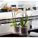 Geli Orchideentopf Kunststoff Transparent alle Größen